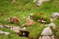 2015-06-24_03Murmeltiere (181).JPG